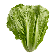 Romaine Lettuce