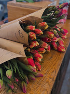 Fresh Cut Local Tulips